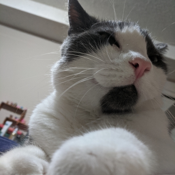 Meet your Posher, Cassi - Picture 2 of 4